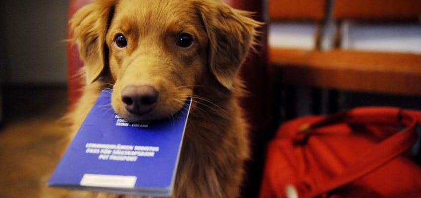 New tariffs for the import of animals into the TRNC